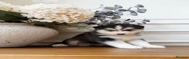 Pomsky 1
