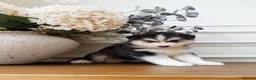 Pomsky dogs for sale: Stunning Blue Eyed Pomskies in London - ready  - Advert 8