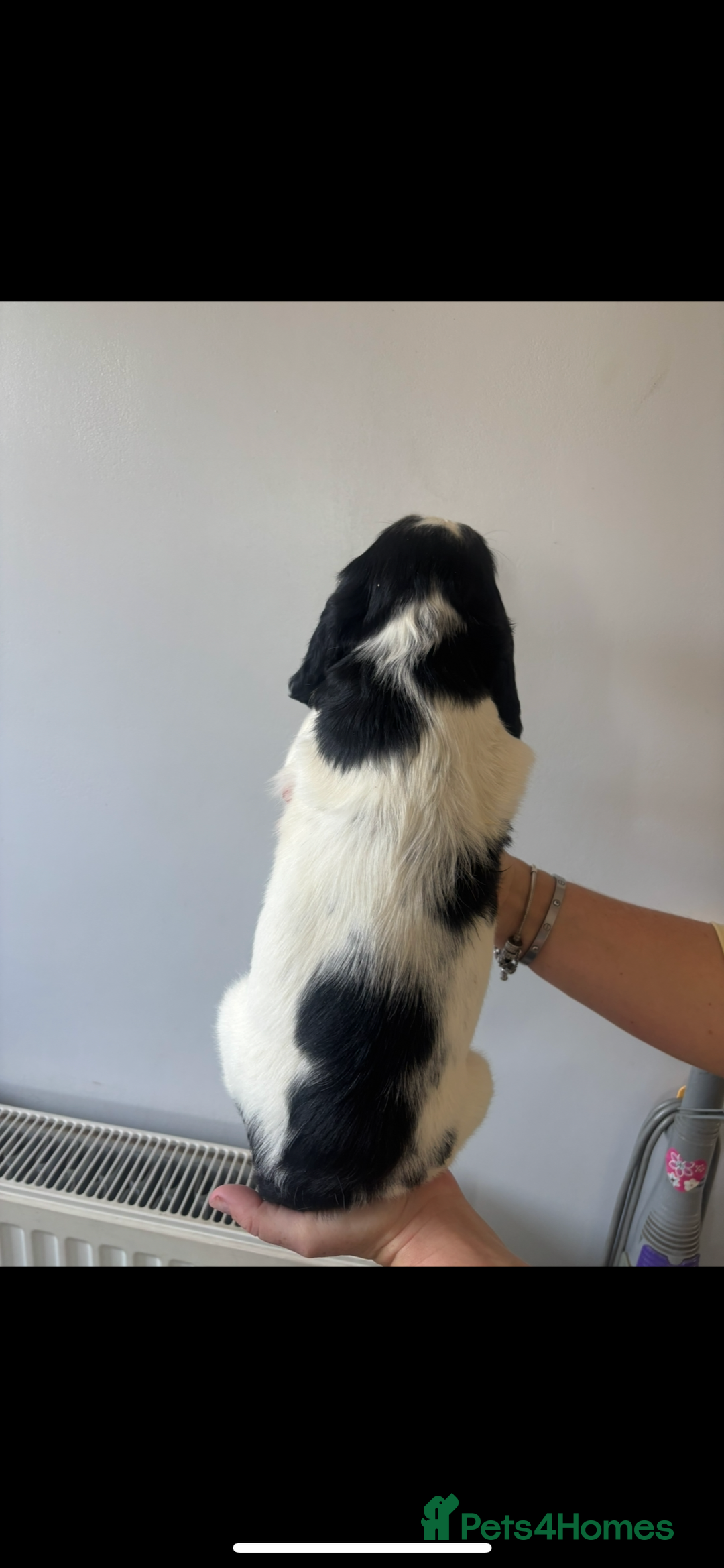 Cocker Spaniel dogs for sale: 1 boy puppy’s left💙 - Image 2