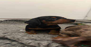 Miniature Dachshund dogs - Advert 1