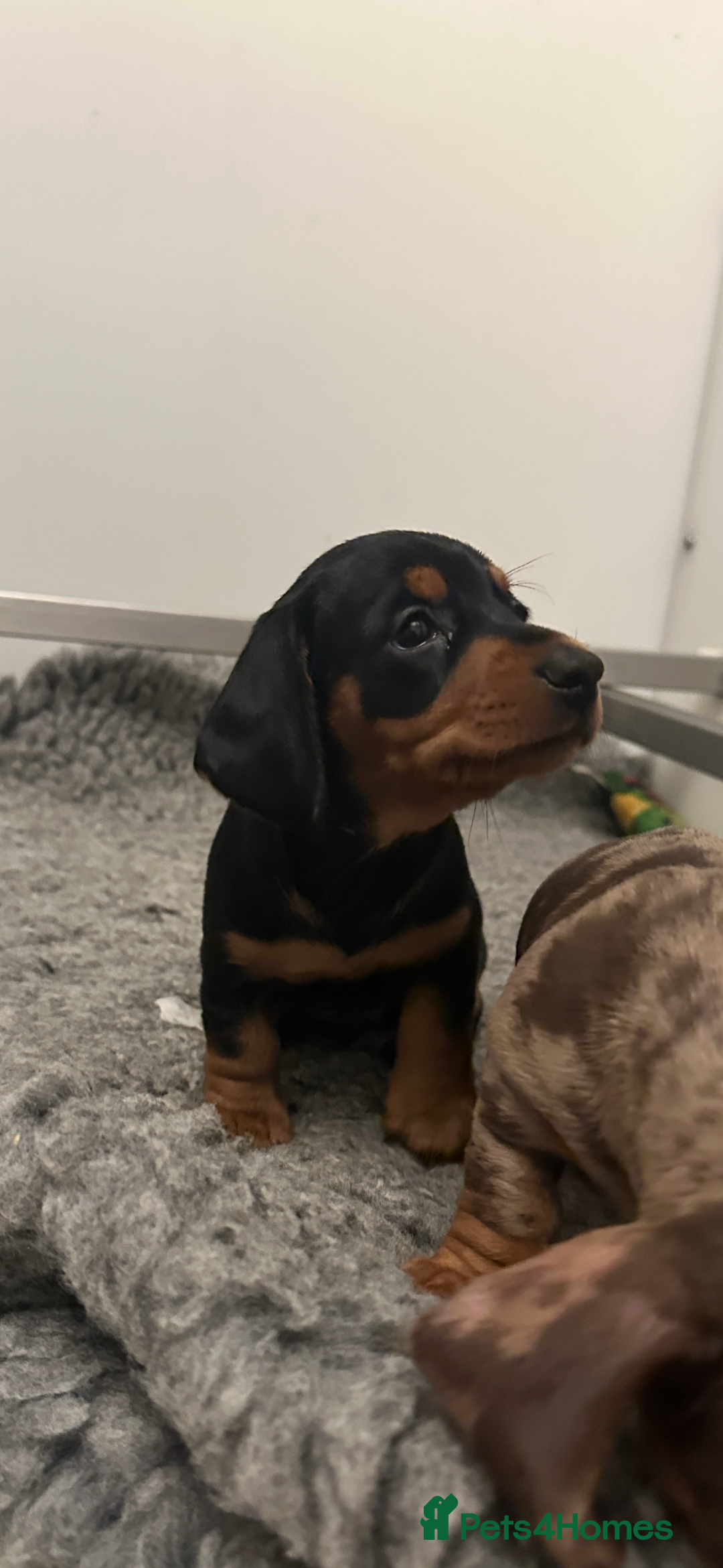 Miniature Dachshund dogs for sale: Tiny miniature dachshund puppies  - Image 5