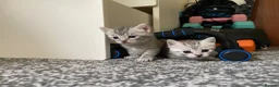British Shorthair cats for sale: 4 beautiful British shorthair mixes.  - Advert 5
