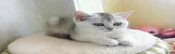 British Shorthair cats for sale: READY NOW! GCCF Register, Silver chinchilla Girls - Advert 4