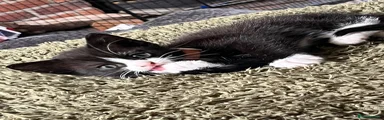 Mixed Breed Kitten 2