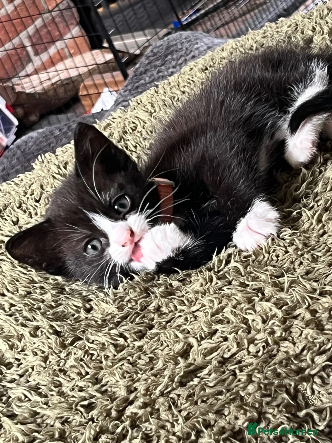 Mixed Breed cats for sale: Beautiful Kittens  - Advert 2