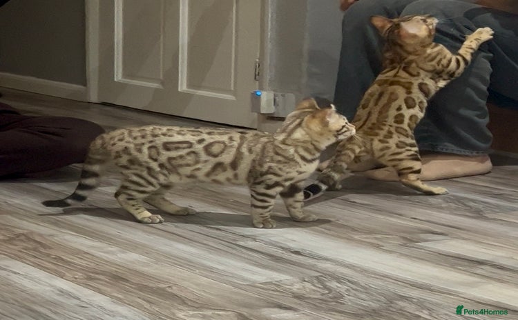Bengal cats Stunning TICA 5 Generation Pedigree Kittens - Advert 2