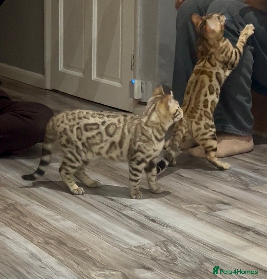 Bengal cats for sale: Stunning TICA 5 Generation Pedigree Kittens - Advert 6