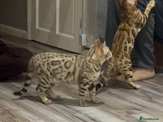 Bengal cats Stunning TICA 5 Generation Pedigree Kittens - Advert 15