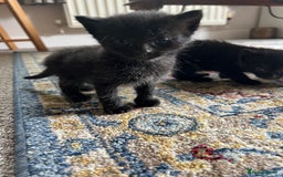 Domestic Shorthair cats for sale: Meet the Bean Salad – Our Little Litter! - Image 7