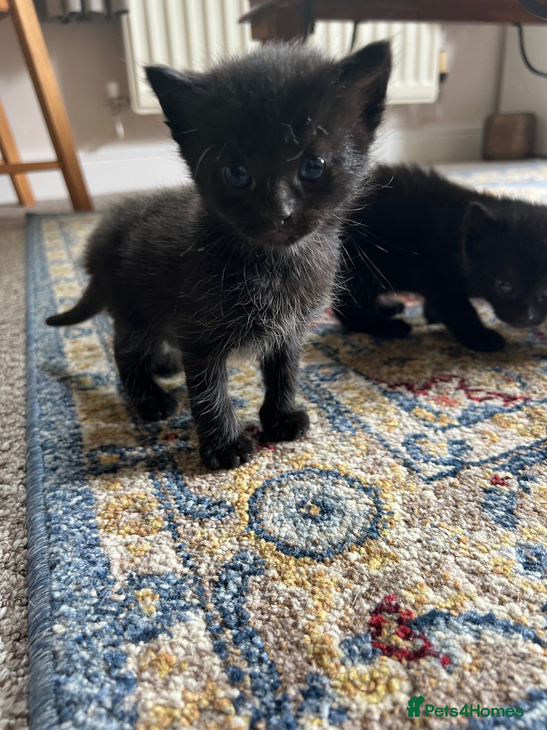 Domestic Shorthair cats for sale: Meet the Bean Salad – Our Little Litter! - Image 7