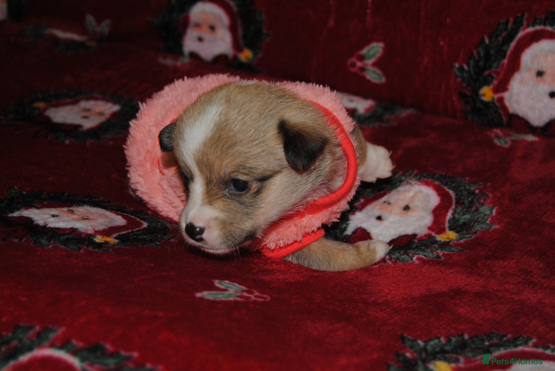 Welsh Corgi Pembroke dogs for sale: Welsh Pembroke Corgi Puppies - Girls Available - Advert 1