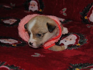 Welsh Corgi Pembroke dogs Welsh Pembroke Corgi Puppies - Girls Available - Advert 1