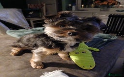 Yorkshire Terrier dogs for stud: Anmaco Romeo of Kalisto - Image 2