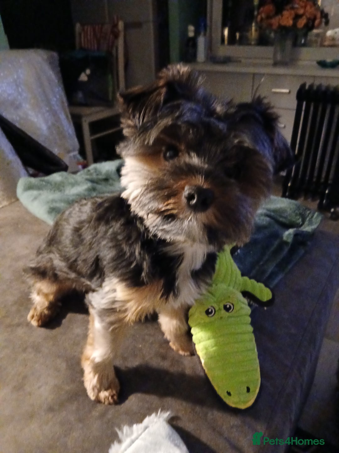 Yorkshire Terrier dogs for stud: Anmaco Romeo of Kalisto - Image 2