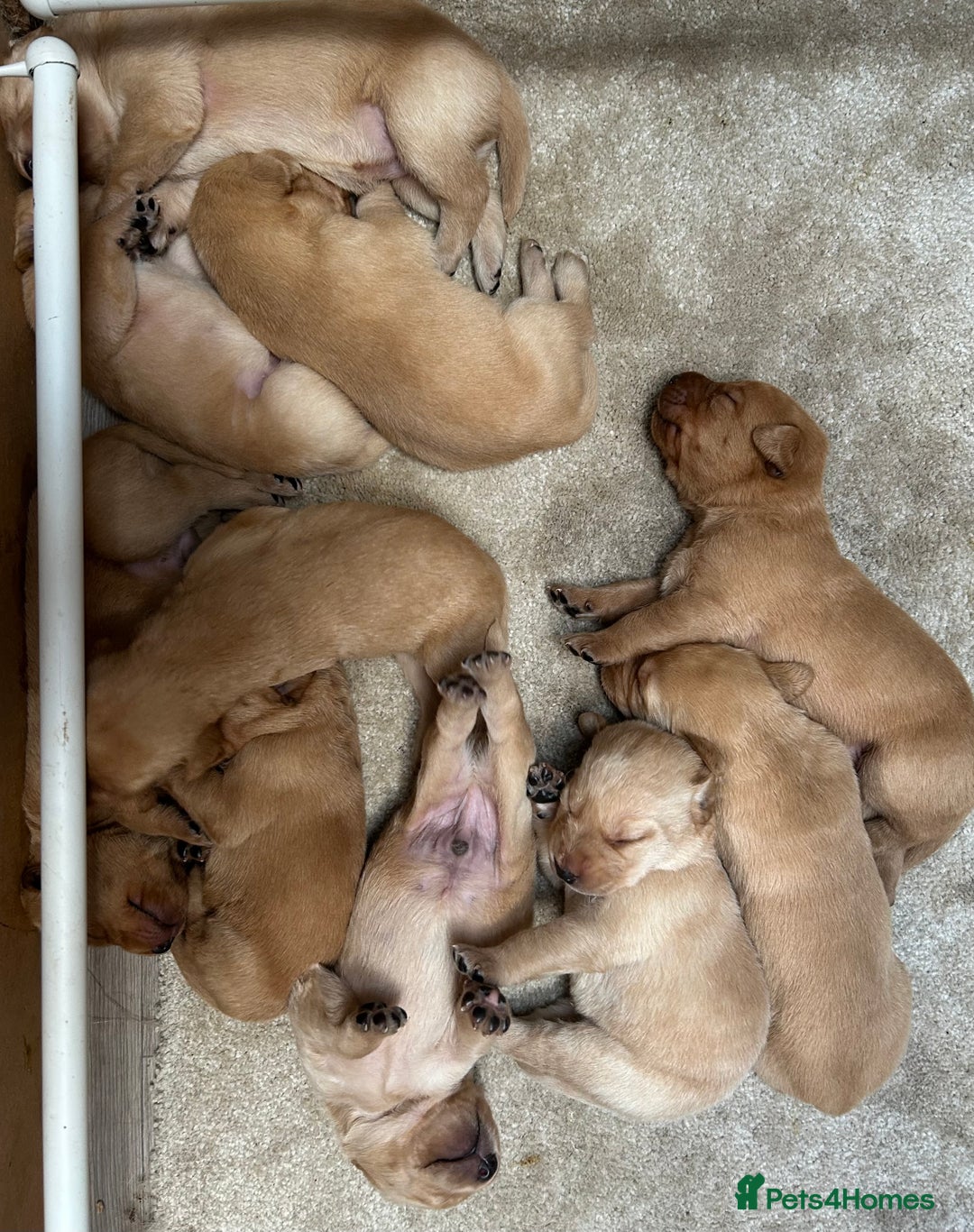 Labrador Retriever dogs for sale: KC Reg Labrador Puppies For Sale - Image 10