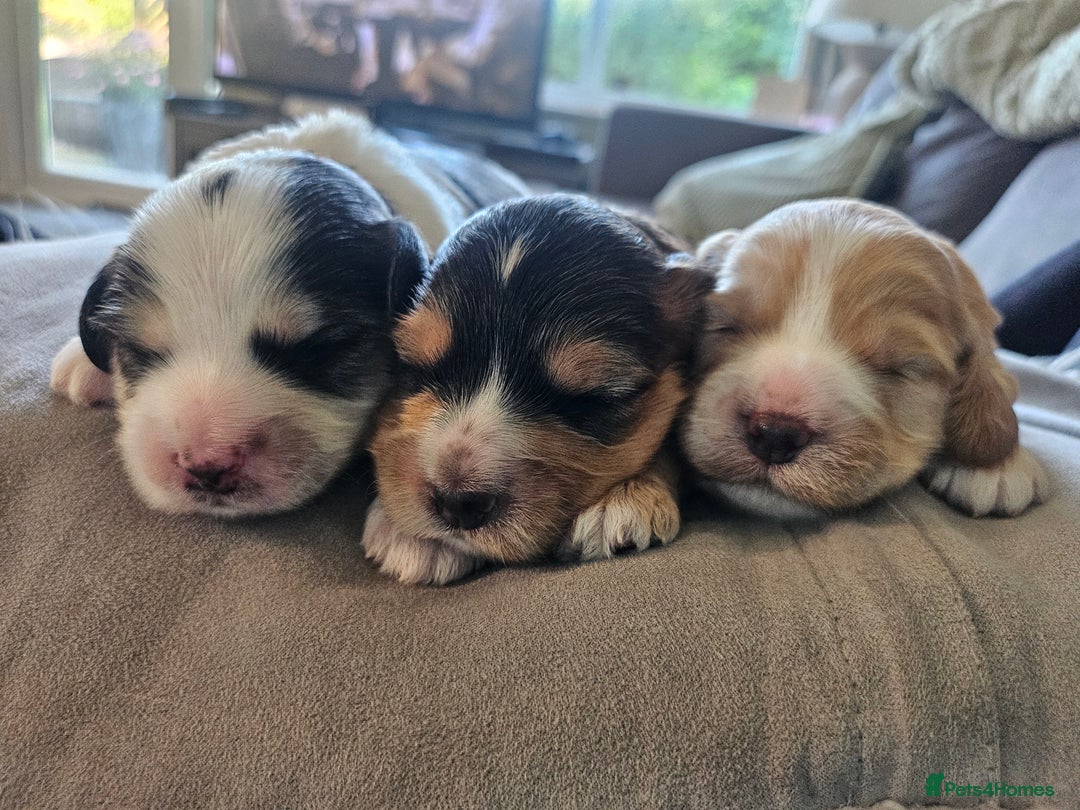 Cockapoo dogs for sale:  7 week old Cockapoos 2 girls ( both sold)  1 boy  - Image 12
