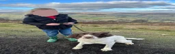English Springer Spaniel dogs for sale: Beautiful Liver & White Springer Spaniel Puppies - Advert 14