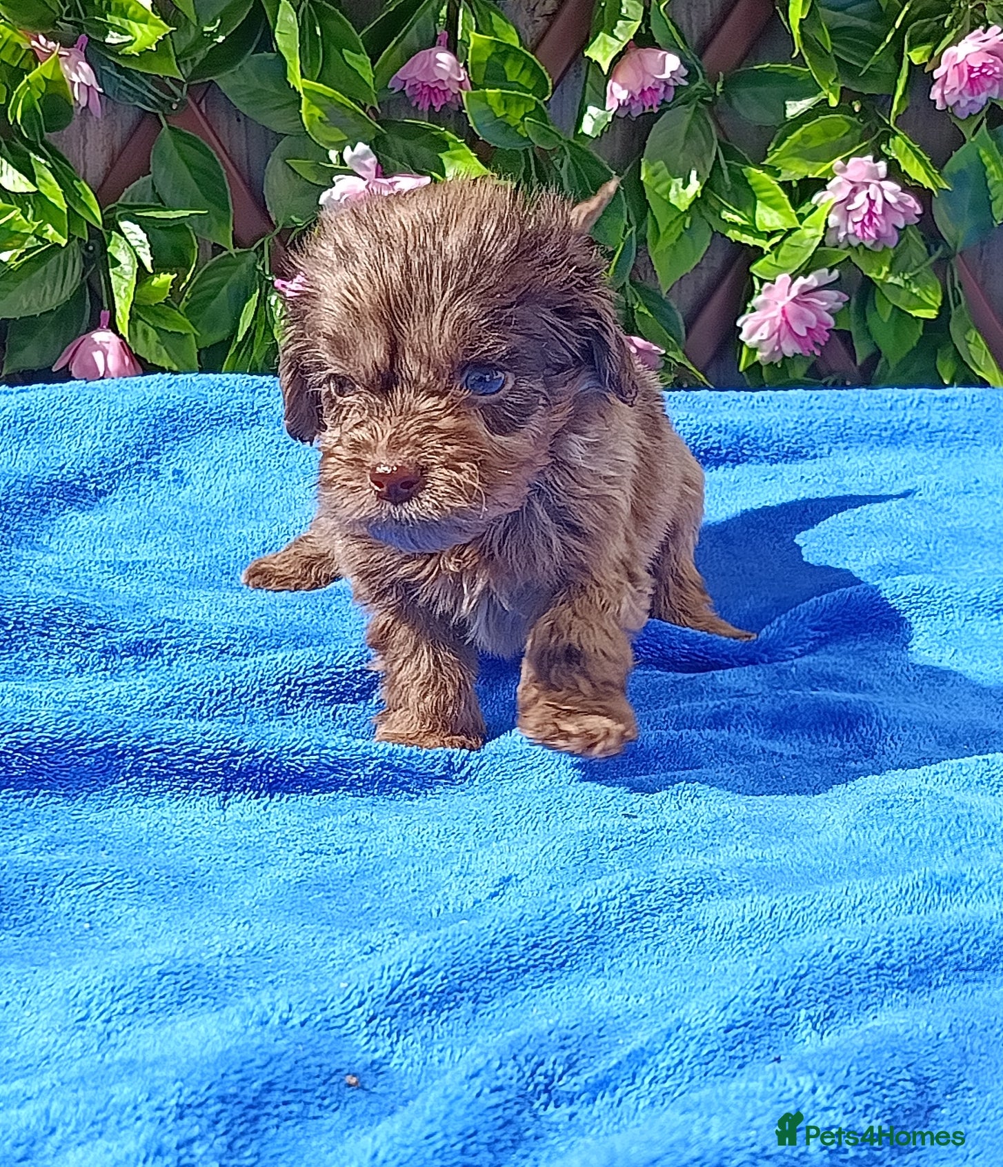 Cockapoo dogs F1 COCKERPOOS HEALTH TESTED PARENTS  - Advert 2