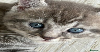 Mixed Breed cats - Advert 14