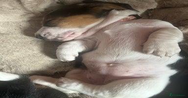 Basset Hound dogs in Merthyr Tydfil - Advert 1