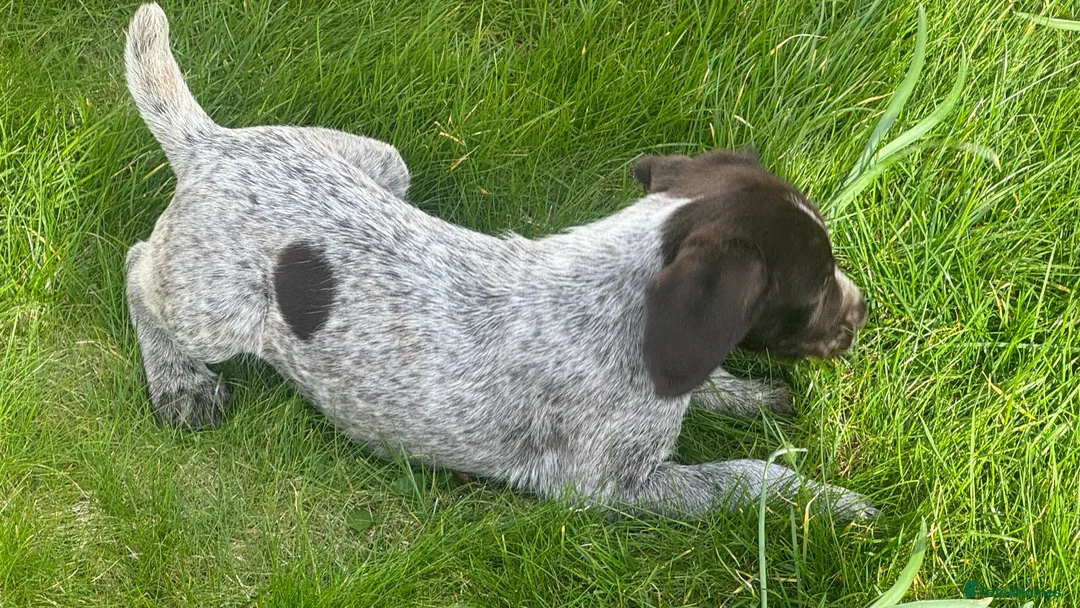 German Wirehaired Pointer dogs for sale: German Wirehaired Pointer Puppies  in Sunderland - Advert 2