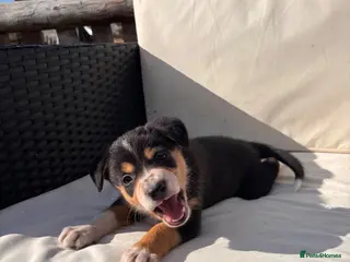 Border Collie dogs 9 Border Collie Puppies For Sale - Advert 11
