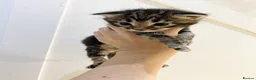 Mixed Breed cats for sale: MAINECOON X BENGAL KITTENS  in Airdrie - Advert 16