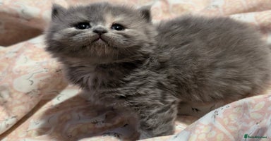 British Longhair cats in Knottingley - Advert 1