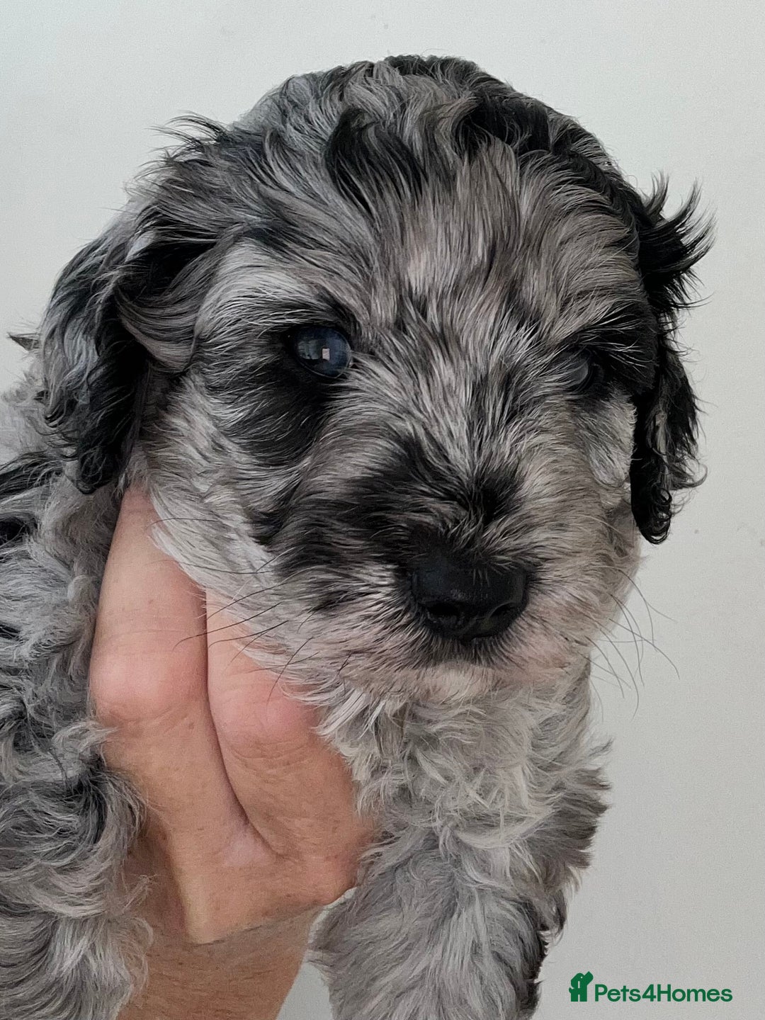 Cavapoo dogs for sale: 🌟HEALTH TESTED F1B CAVAPOO MERLE STUNNING PUPPIES - Image 4