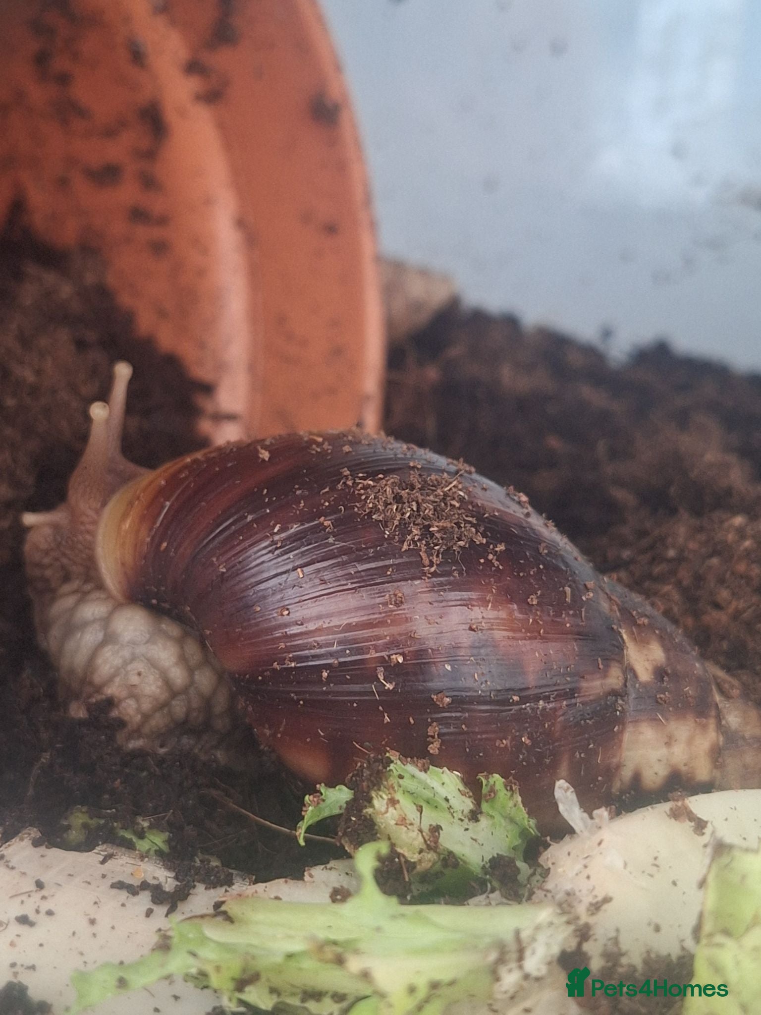 Snails invertebrates 8 african land snails about 3 inches - Advert 4
