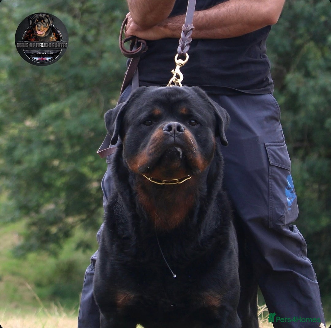Rottweiler dogs for sale: Top KC Registered Rottweiler Puppies For Sale - Image 6