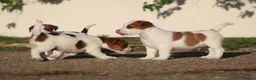 Jack Russell dogs for sale: Jack Russell Puppies for sale - Advert 19