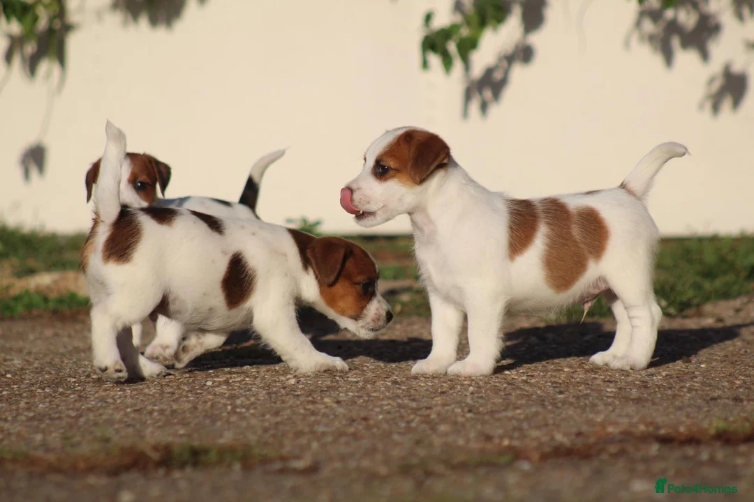 Jack Russell dogs for sale: Jack Russell Puppies for sale - Advert 19