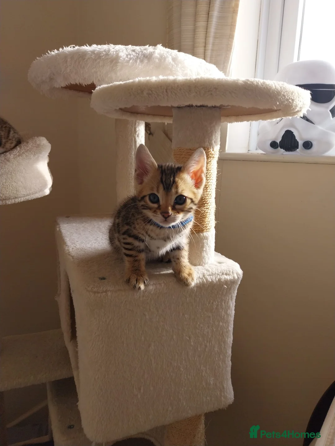 Bengal cats for sale: Bengal kittens- both parents TICA registered - Advert 1