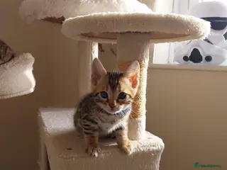 Bengal cats Bengal kittens- both parents TICA registered - Advert 4