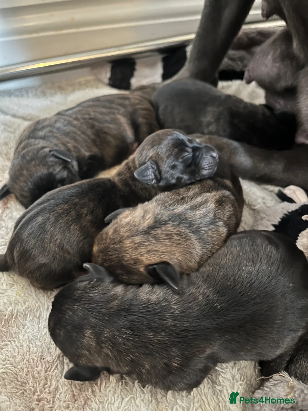 Mixed Breed dogs for sale: Staffordshire Sausage Puppies in Farnborough - Advert 1
