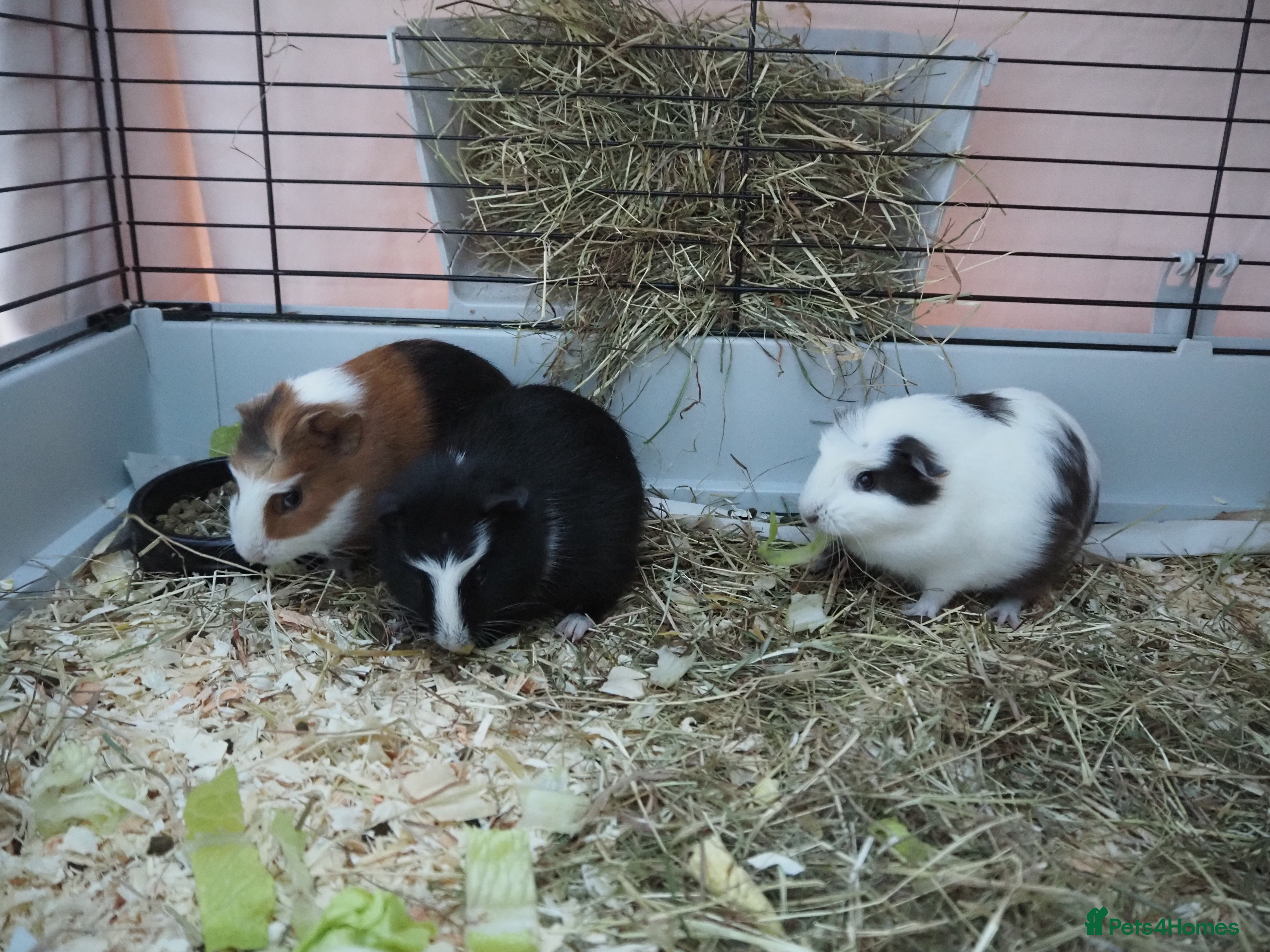 Guinea Pig rodents 3 Male Guinea Pigs - ready soon - Advert 1