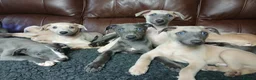 Whippet dogs for sale: High Quality Whippet pups Crufts - Advert 32