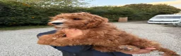 Cavapoo dogs for sale: F1 Miniature Cavapoo Puppies For Sale - Advert 5