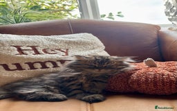 Persian cats for sale: Beautiful Pedigree Persians  - Image 8