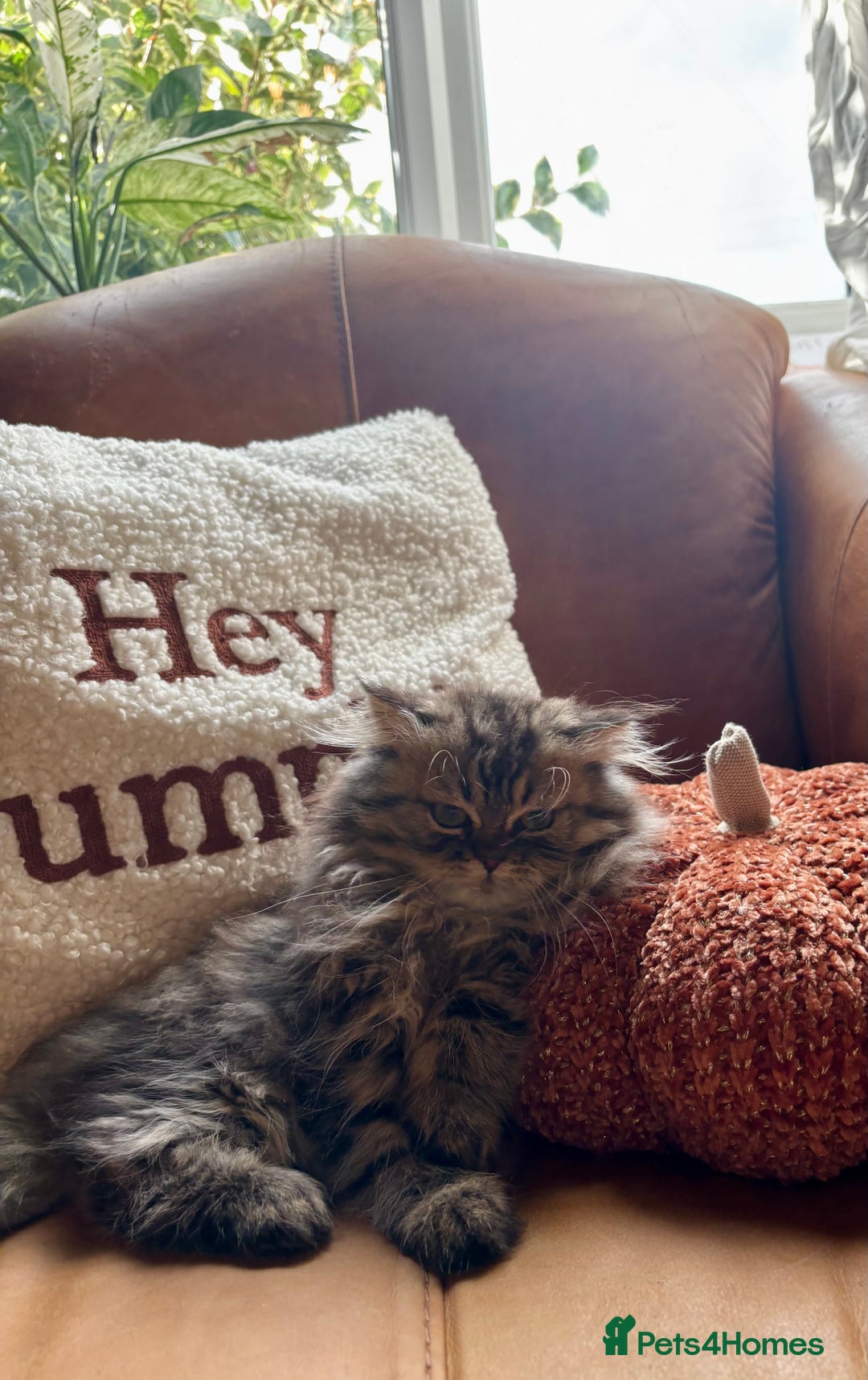 Persian cats for sale: Beautiful Pedigree Persians  - Image 8