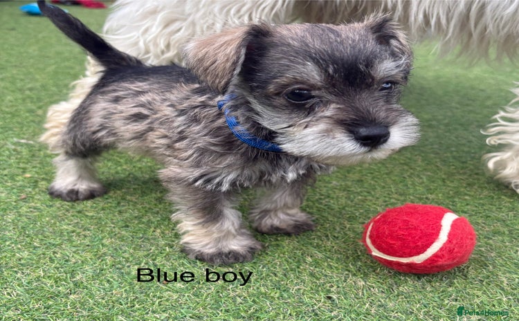Schnoodle dogs - Advert 1