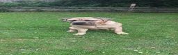 Cane Corso dogs for sale: Cane còrso for sale in Leeds - Advert 3