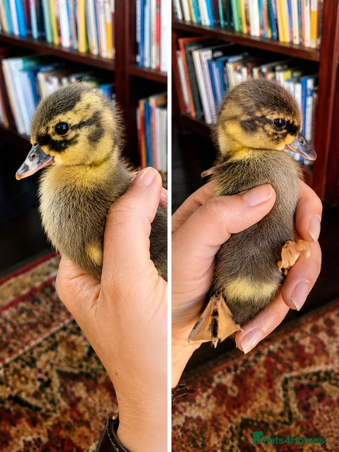 Ducks poultry for sale: Call Duck Ducklings for Sale - Advert 2