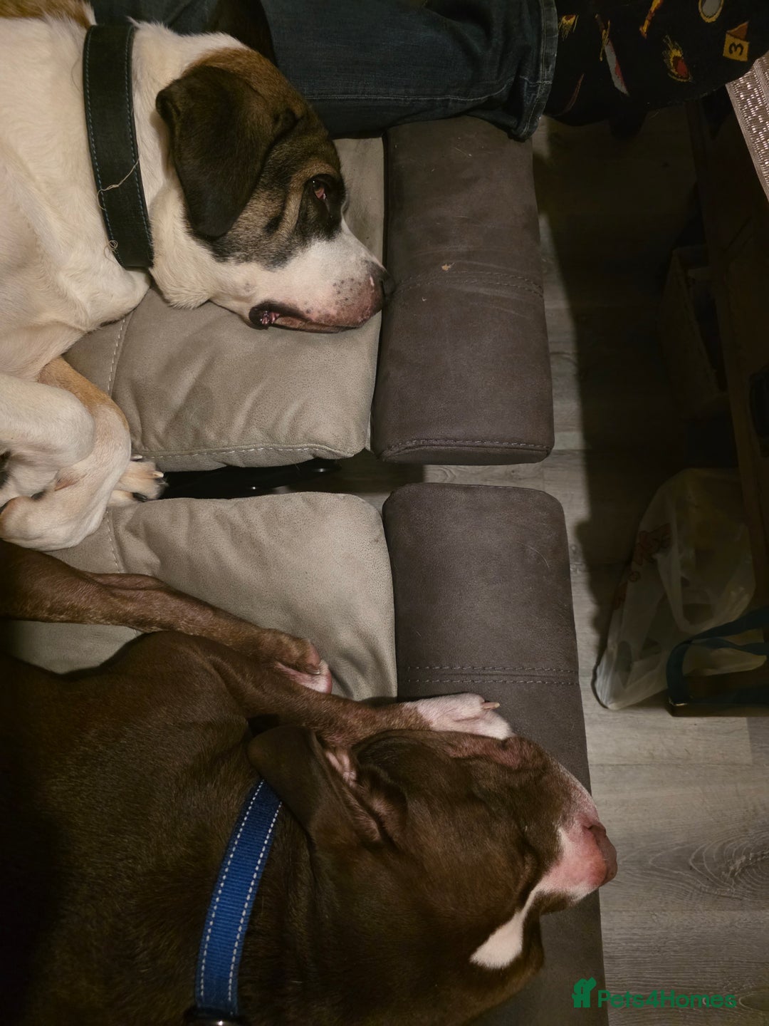 Mixed Breed dogs for sale: Staff x american bulldog looking for forever home - Image 4