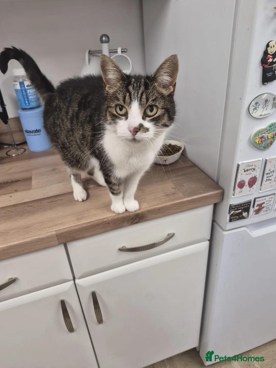 Mixed Breed cats for sale: Misty in Scunthorpe - Advert 2