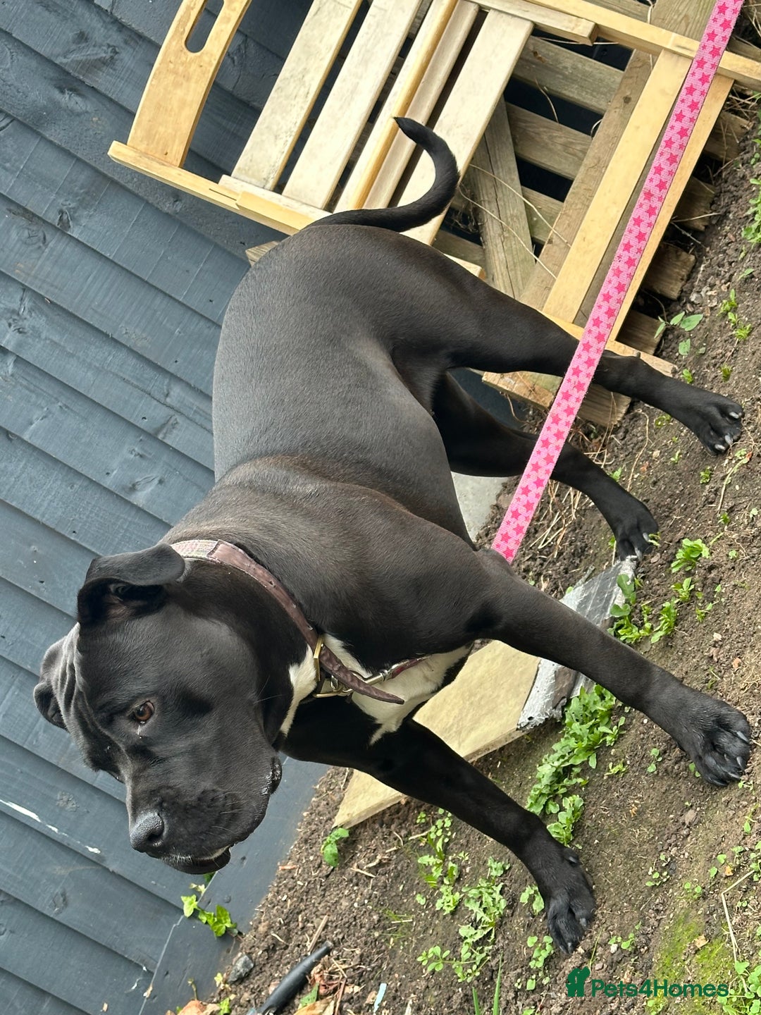 Cane Corso dogs for sale: Cane corso female  - Image 3