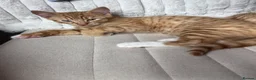 Mixed Breed cats for sale: Kittens  in Perth - Advert 5