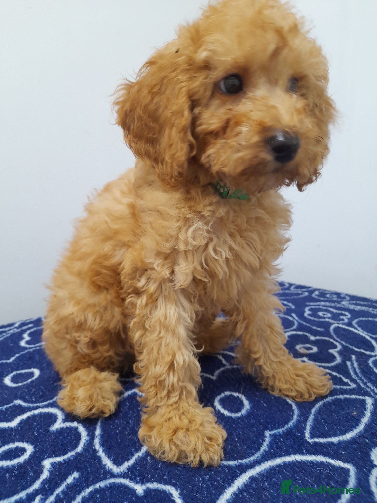 Miniature Poodle dogs Beautiful miniature poodle puppies ready now - Advert 4