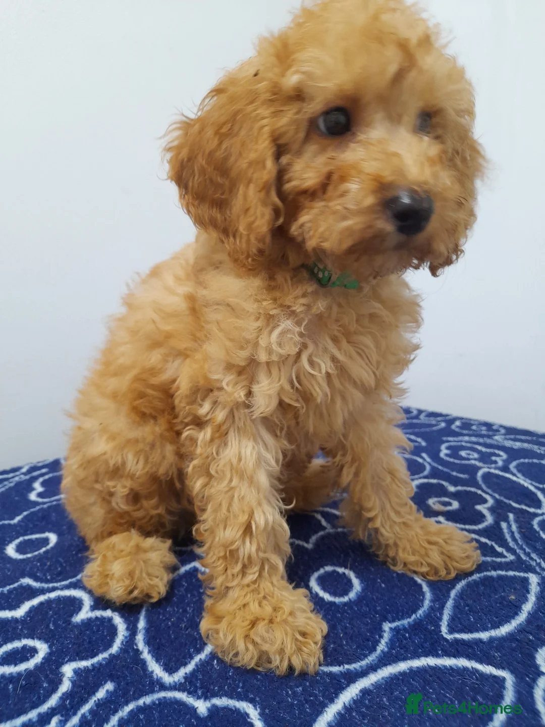 Miniature Poodle dogs for sale: Beautiful miniature poodle puppies ready now - Advert 1